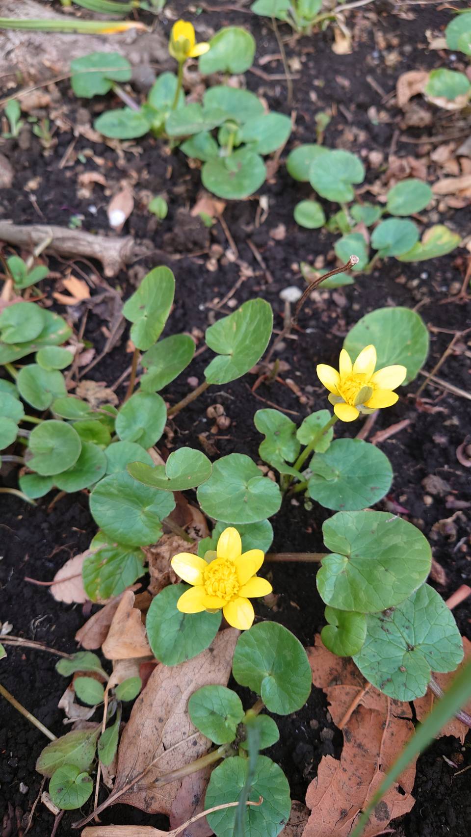 ���t�@���F�̉�