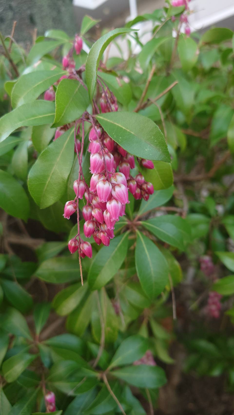 ���t�B�s���N�̉�