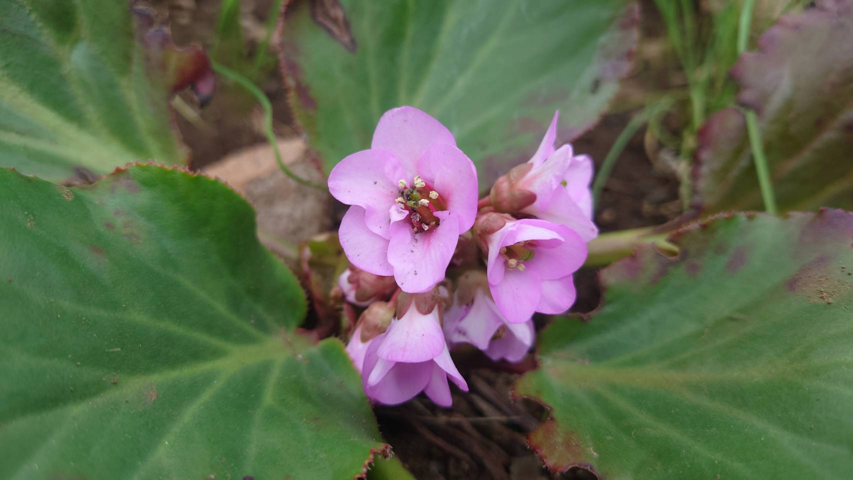 ���t�C�s���N�̉�