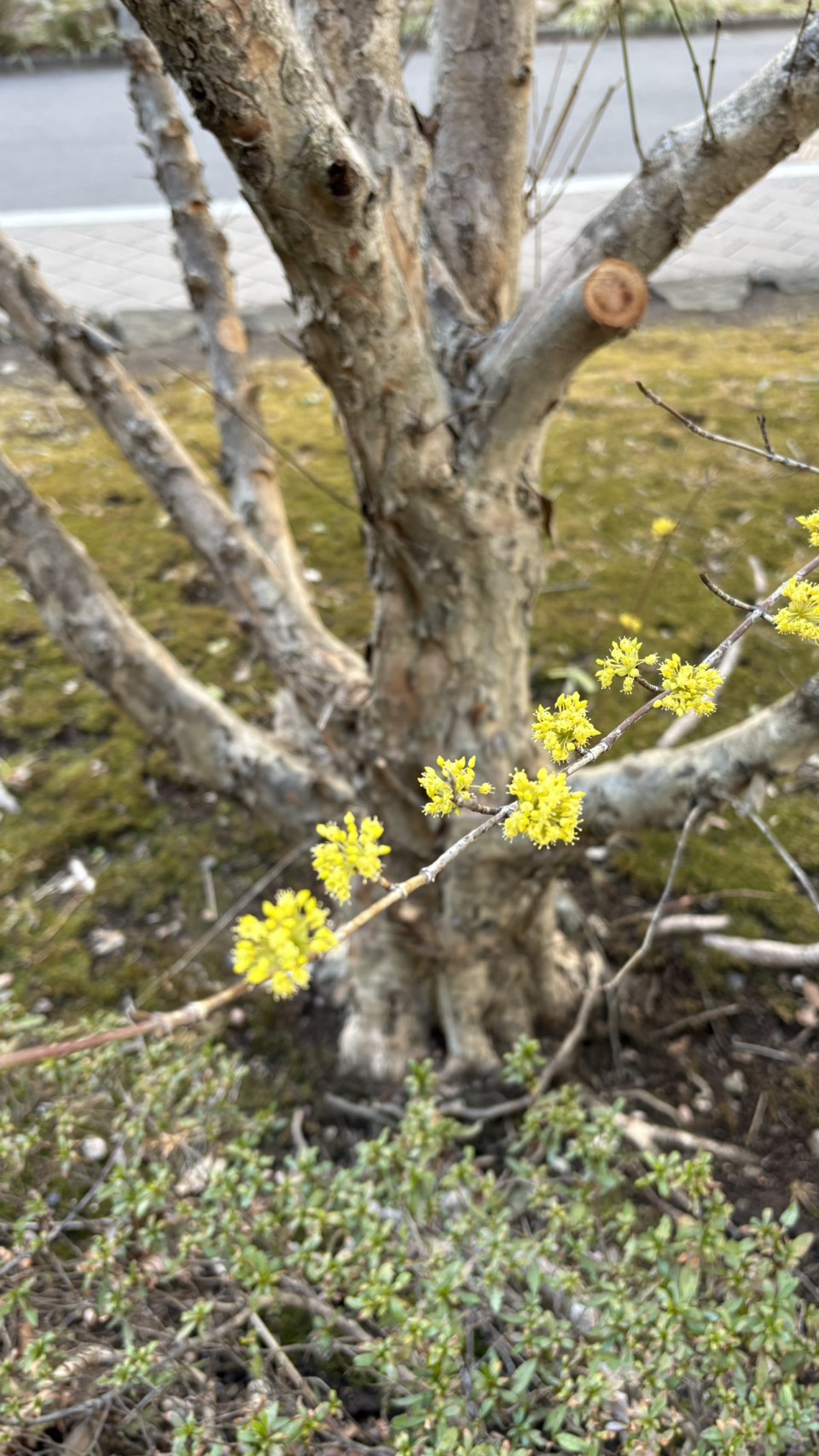 ���t�D�T���V��